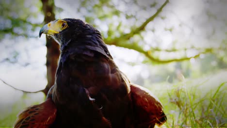 Cerca-De-Un-águila-Sentada-En-La-Rama-De-Un-árbol-En-El-Bosque