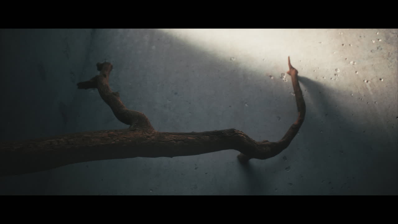 A Dry Branch Against a Light-Filtered Wall