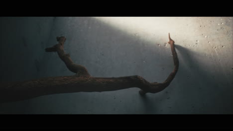 a dry branch against a light-filtered wall