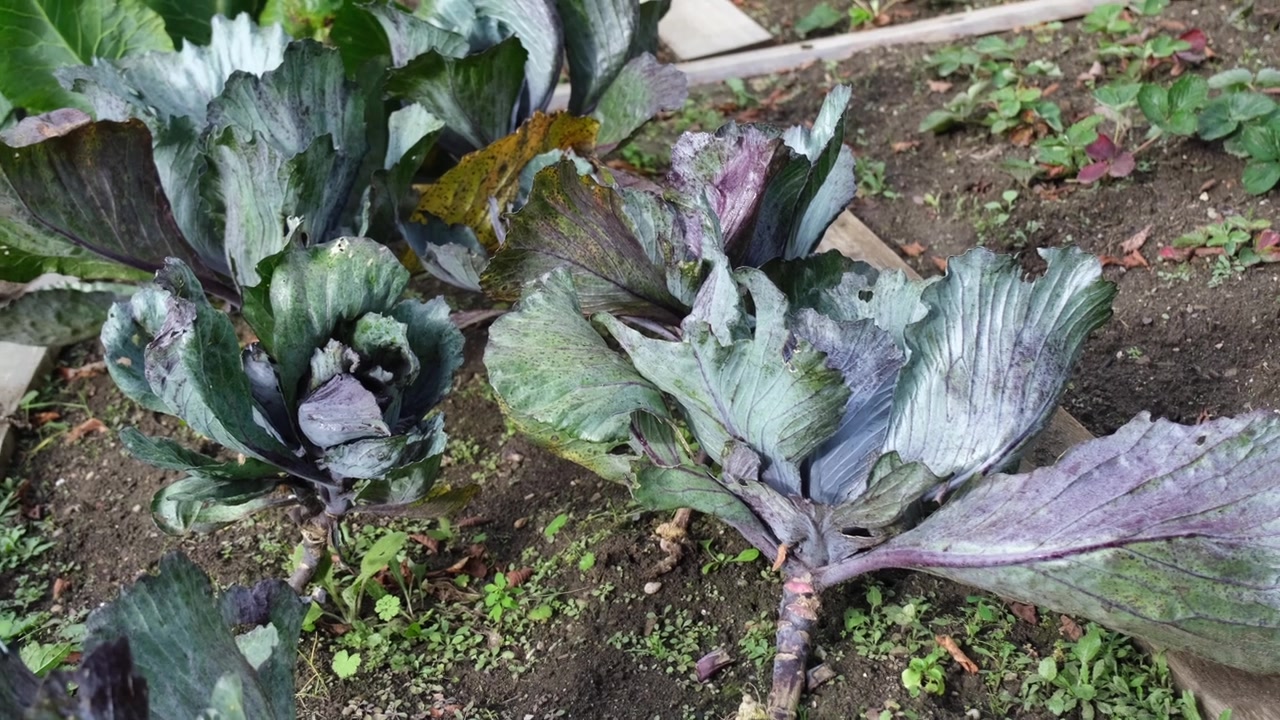 Zbliżenie bujnej rabaty ogrodowej wypełnionej żywymi kapustami, których teksturowane zielone liście rozwijają się w naturalnym świetle słonecznym w spokojnym otoczeniu.