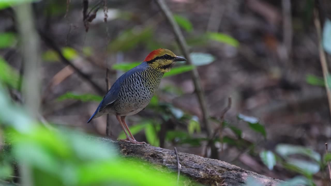 mirando hacia la derecha encaramado en un tronco luego salta para moverse hacia la derecha, pitta azul hydrornis cyaneus, tailandia