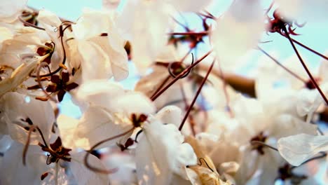 sakura flower with moody tone