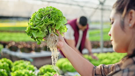 lettuce in a hydroponic greenhouse