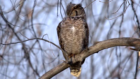 closeup view of great horned owl perching on a branch