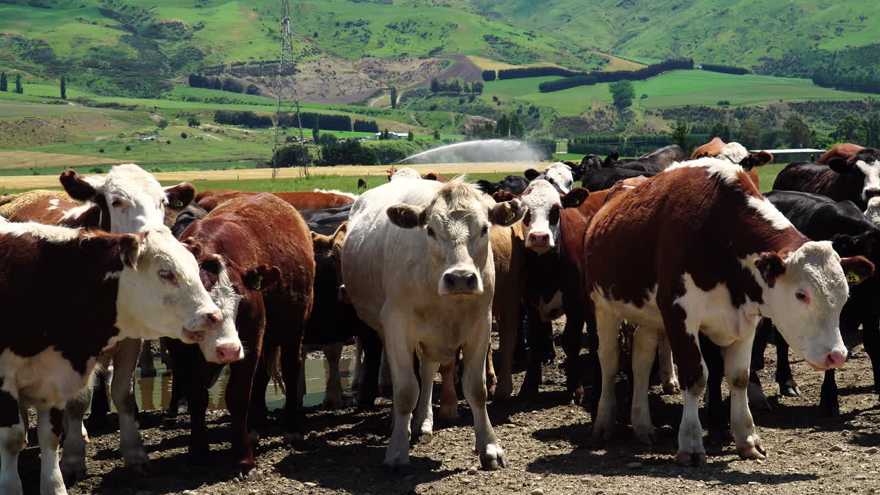Bellissimo allevamento di mucche nel paesaggio della Nuova Zelanda