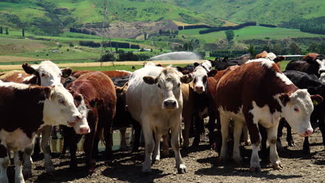 Schöne-Kuhfarm-In-Neuseeländischer-Landschaft