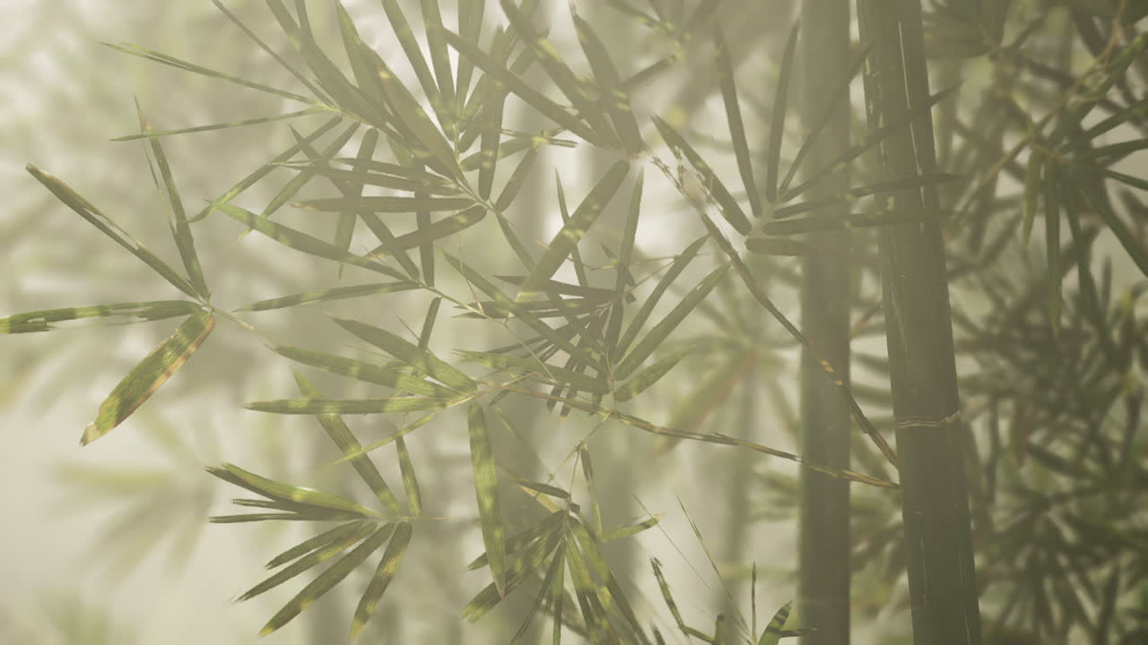 bosque de bambú en la niebla