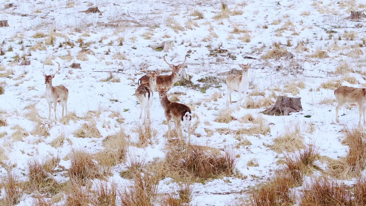 Group of fallow deer forages across snow-speckled field with tufts of dry grass