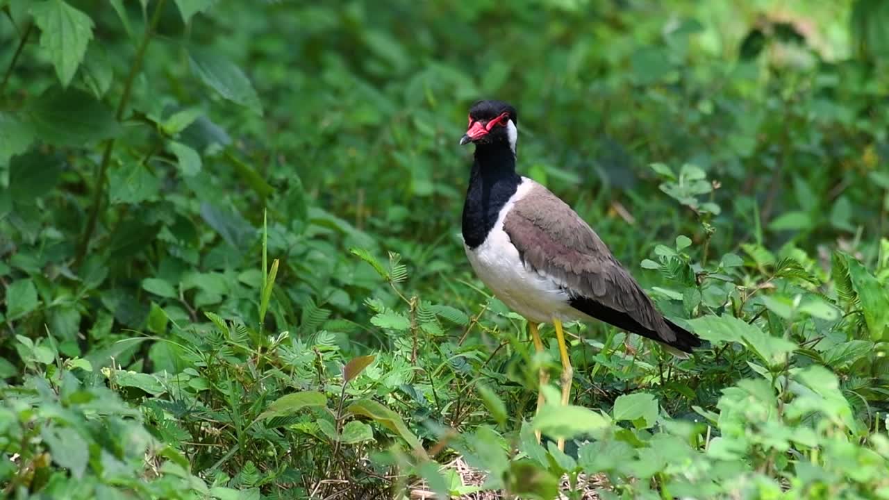 red-wattled lapwing은 태국에서 가장 흔한 새 중 하나입니다.