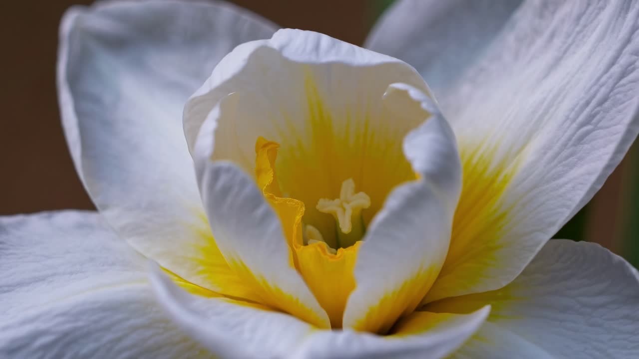 Nærbildevideo av en hvit og gul blomst, som fanger intrikate kronbladdetaljer fra en litt skrå vinkel.