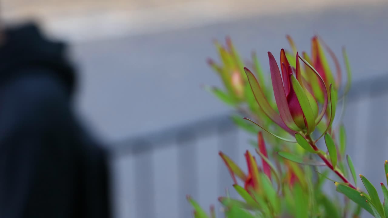 흐릿한 보행자 배경을 가진 꽃