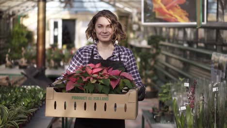 Beautiful,-European-Smiling-Female-Gardener-In-Plaid-Shirt-And-Black-Apron-Carrying-Carton-Box-With-Pink-Flowers-Plants-While-Walking-Between-Raised-Flowers-In-A-Row-Of-Indoors-Greenhouse