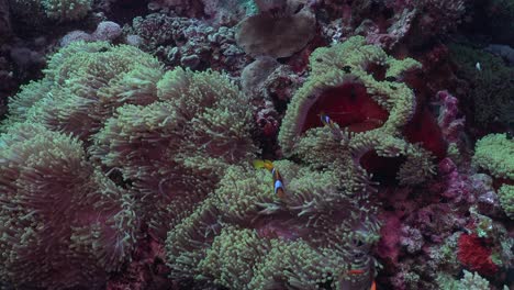 anemone fishes swimming in sea anemones in the red sea