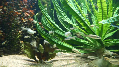 white small fish swimming in aquarium between water plants and sandy ground