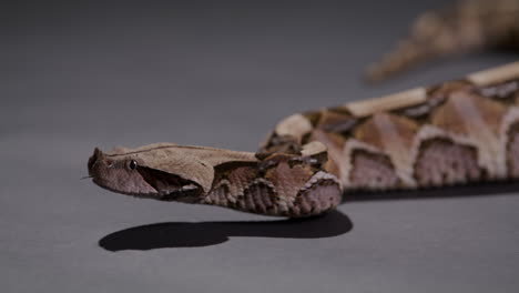 gaboon viper snake moves along grey ground - side profile