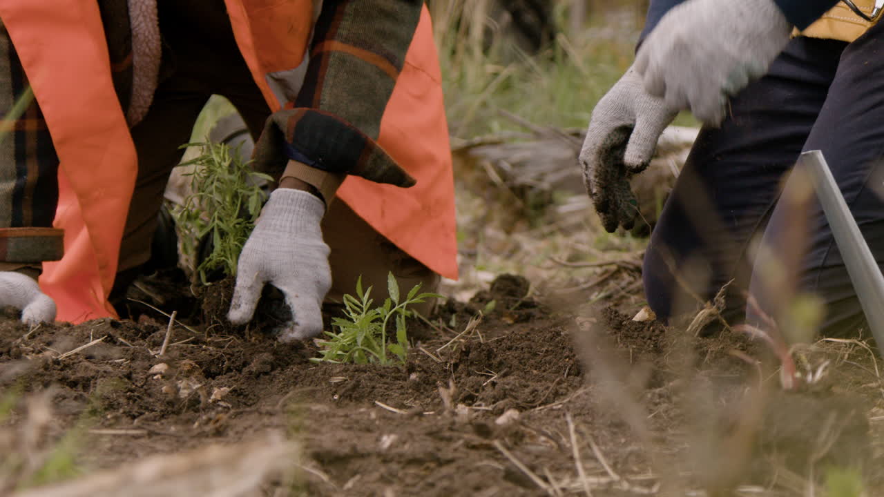 Close-up view of the hands of ecologist activists planting small trees in the forest