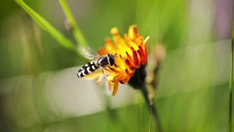 Wespe-Sammelt-Nektar-Aus-Der-Blüte-Crepis-Alpina