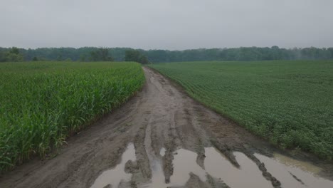 pov shot of soy bean field and corn bean field divided by muddy road on a cloudy day