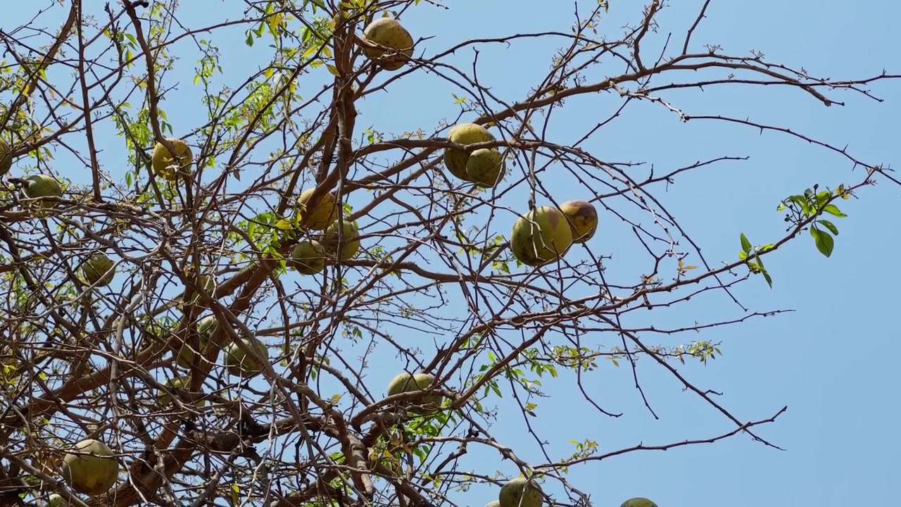 Frutos de bael maduros pendurados em galhos finos e secos com folhas verdes frescas contra um céu azul claro sob luz do dia intensa!