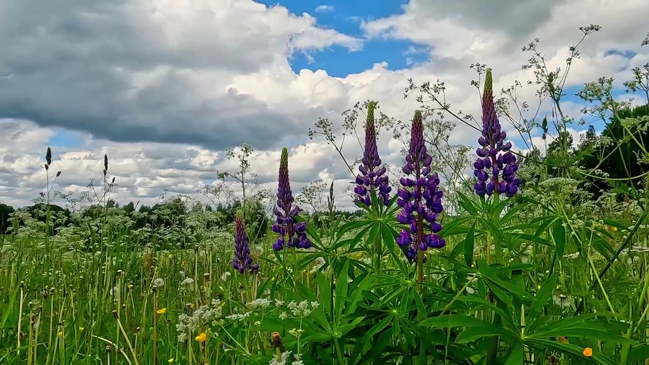 Timelapse di fiori viola in un campo in una giornata di sole.