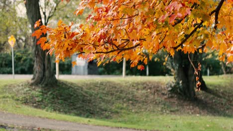 beautiful leaves blow in the wind during the fall and autumn season at a park