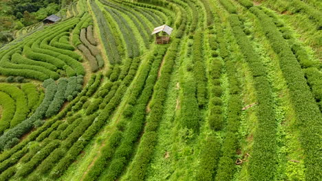 aerial view of tea plantation terrace on mountain.