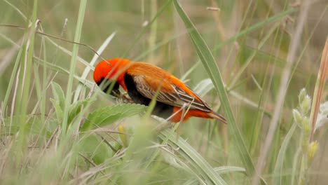 bright orange male red bishop bird eats seeds from plant in grass