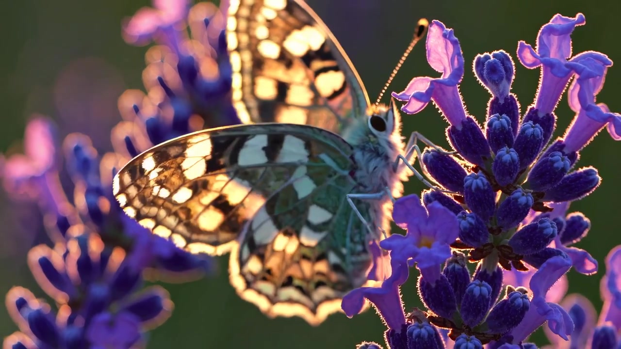 Farfalla Bianca Marmorizzata che si Nutre su Fiore di Lavanda al Tramonto