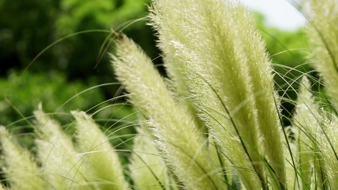 Morbide piume d'erba della pampa che brillano alla luce del sole estivo su uno sfondo bokeh verde (4K)