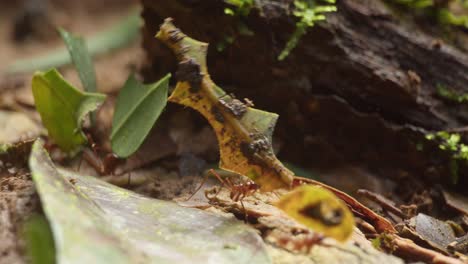 hormigas cortadoras de hojas llevan pedazos de hojas a través del suelo de la selva, tambopata, de cerca