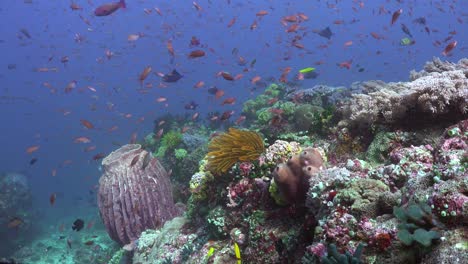 colorido arrecife de coral en filipinas