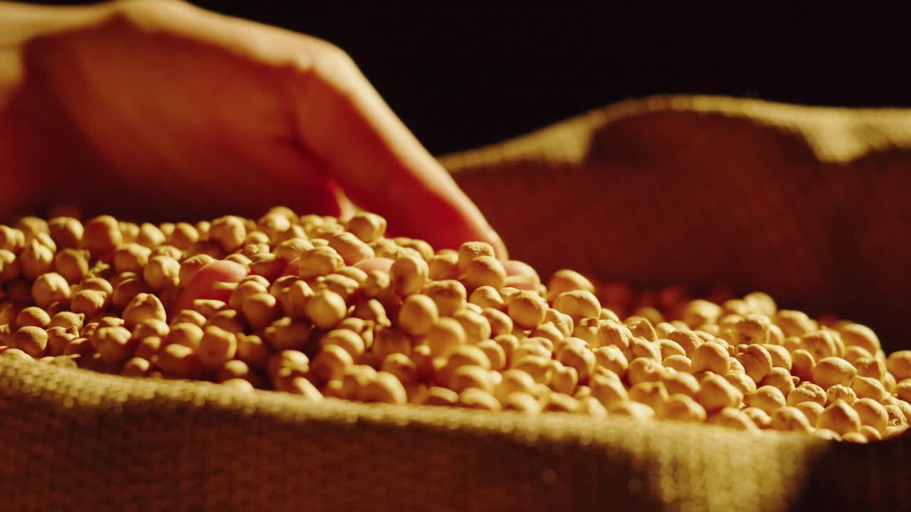 Hand scooping and holding chickpeas from a sack