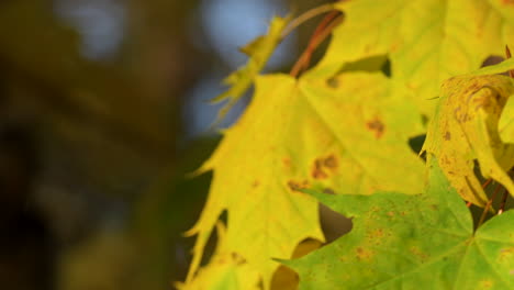 Gelbe-Ahornblätter-Am-Baum,-Die-Sich-Im-Wind-Wiegen---Nahaufnahme