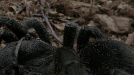 slow pan across tarantula on forest floor