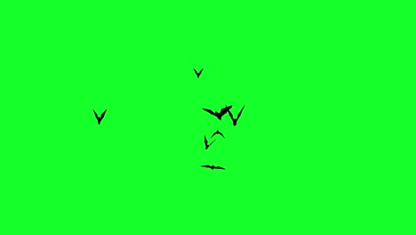 Murciélago-Animado-Acercándose-A-La-Pantalla-Verde,-Superposición-De-Video