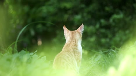 cute adorable marmalade tabby kitten sitting in a grass field looking back slow motion