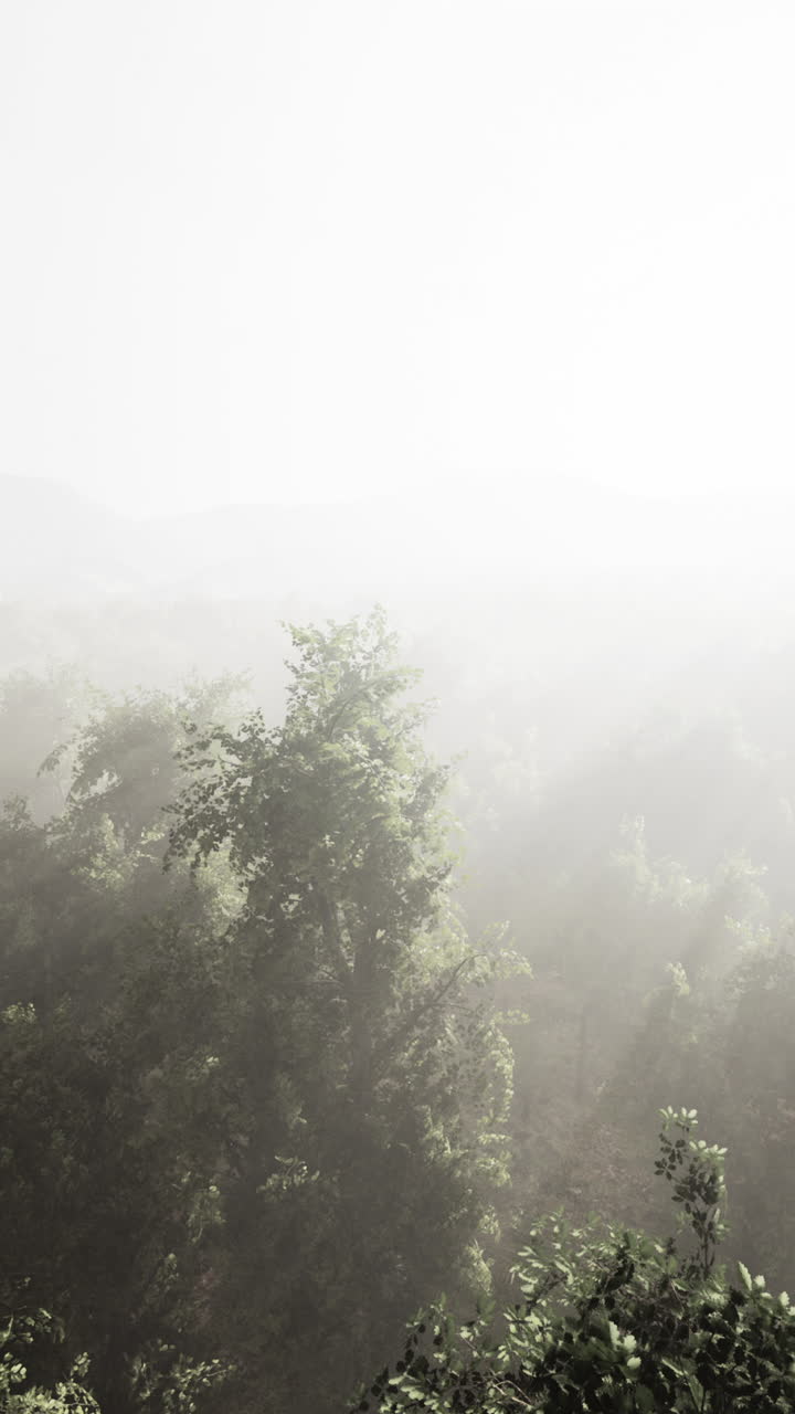 안개가 자욱한 숲