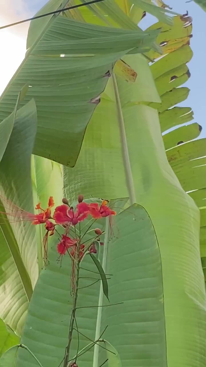 Fiori tropicali rosso vivo che ondeggiano contro foglie di banano verdi.