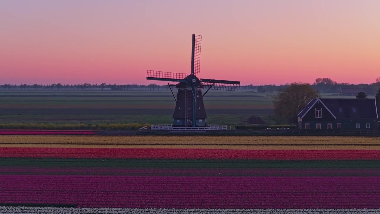 Mulino a vento olandese che rivela campi di tulipani colorati all'alba.