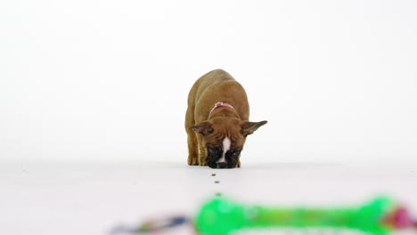 un cachorro de bulldog francés camina hacia la cámara comiendo golosinas, filmado en r3d