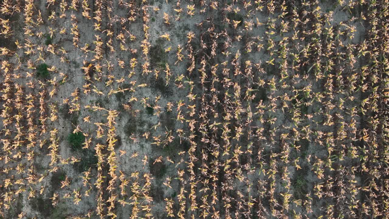 Campo di mais raccolto nella Pianura Padana vicino a Piacenza, Emilia Romagna, Italia, con file di stoppie e terreno asciutto che formano una texture agricola e un motivo a griglia, ripresa panoramica laterale con drone.