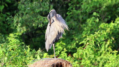 A-gray-heron-sitting-on-a-nesting-box-preening-its-feathers