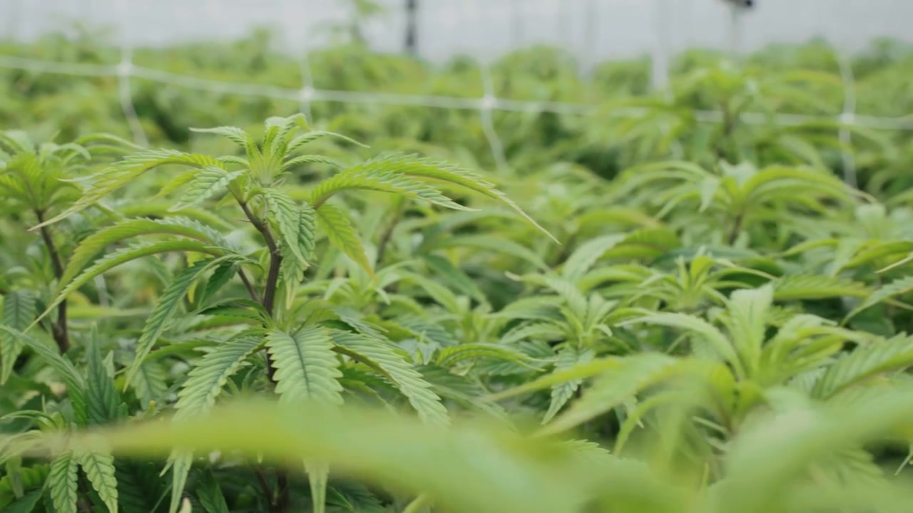 Ripresa fluida in movimento attraverso un impianto di produzione di cannabis su larga scala in Thailandia, che mostra file organizzate, sistemi idroponici e luci LED luminose.