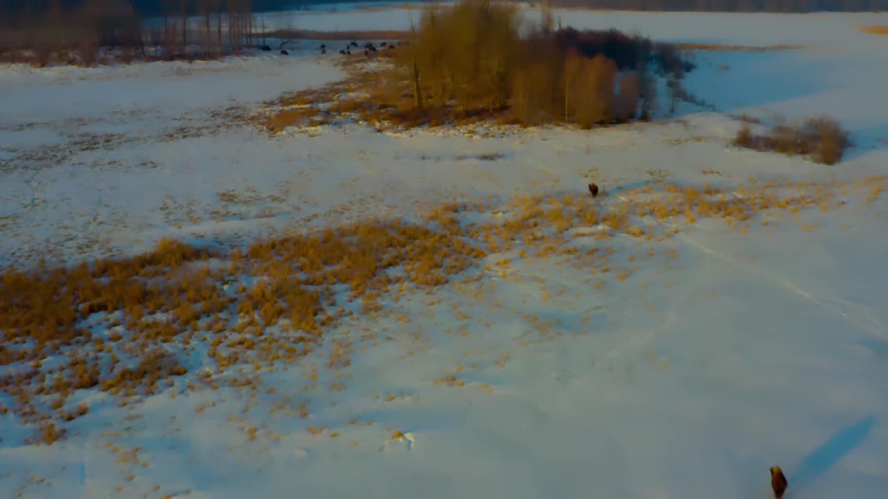 aerial fly over a herd of bisons that are enroute to meet the larger group of buffalos in Elk Island Park in Alberta Canada on an early morning sunrise glow of shadows reflecting on mammals in winter