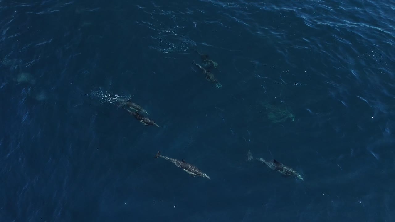 vista de drones de delfines migrando
