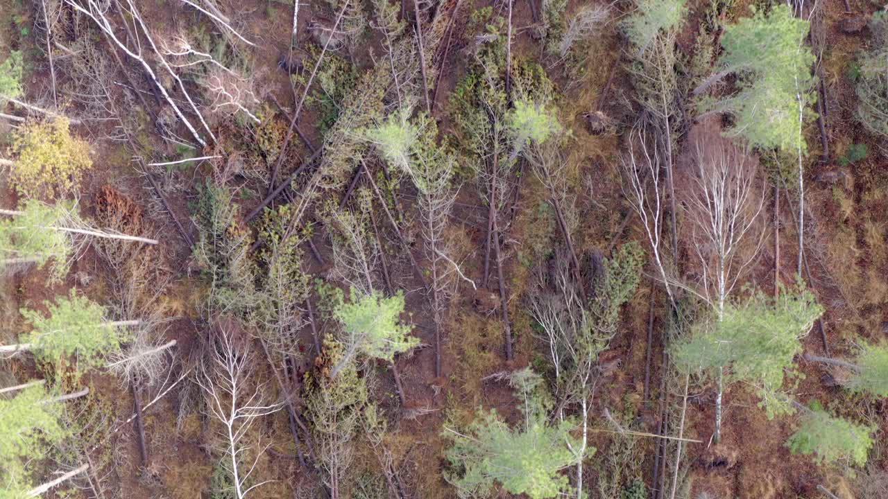 가을 폭풍 후 나무 위로 날아