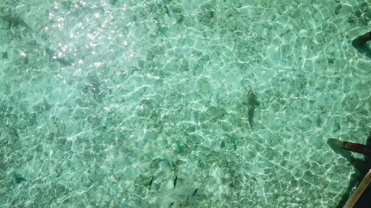 Aerial, top down, drone shot, rising above small sharks, in shallow water, at the Conrad Rangali island, in Maldives