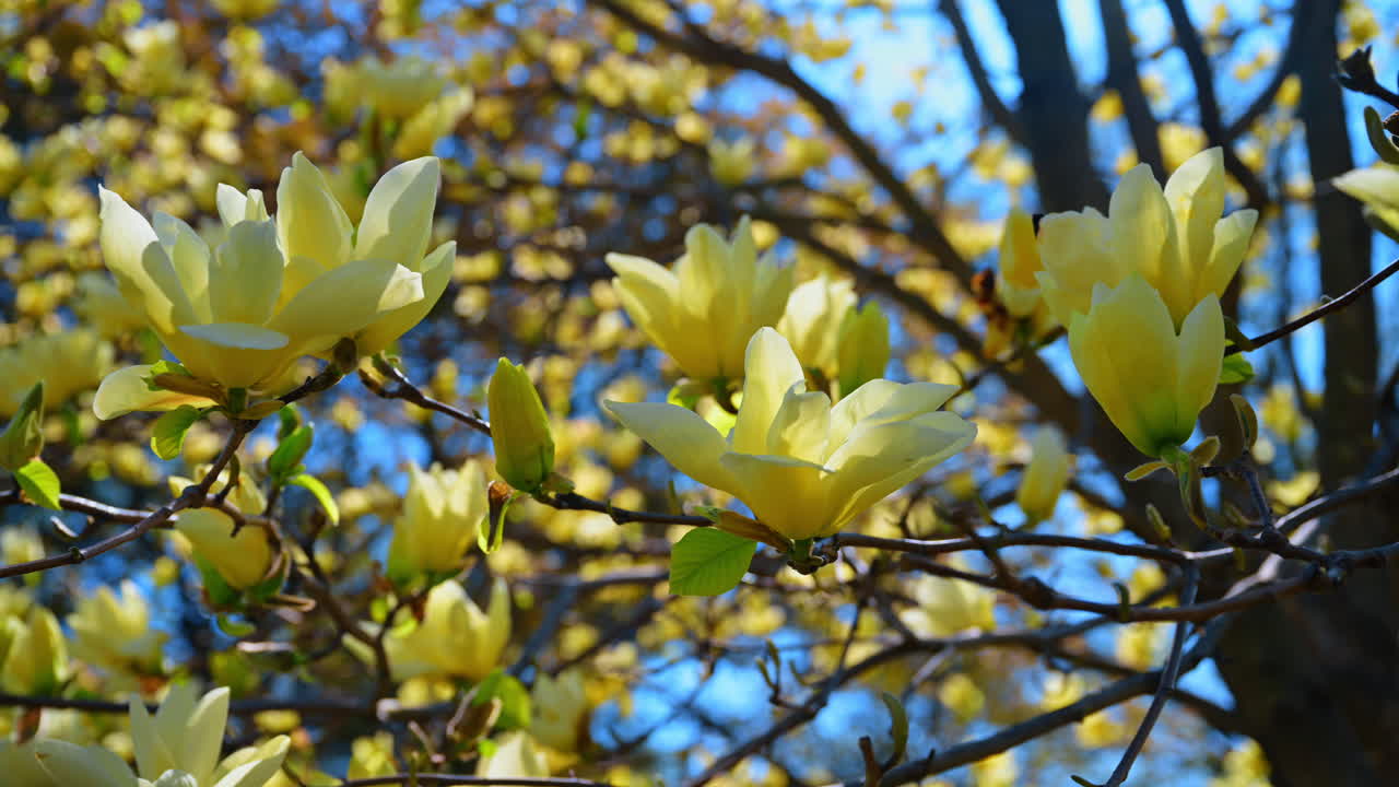 Close up of yellow magnolia flowers blooming in spring. Macro shot of yellow magnolia blossoms on tree branches against bright blue sky background during daytime