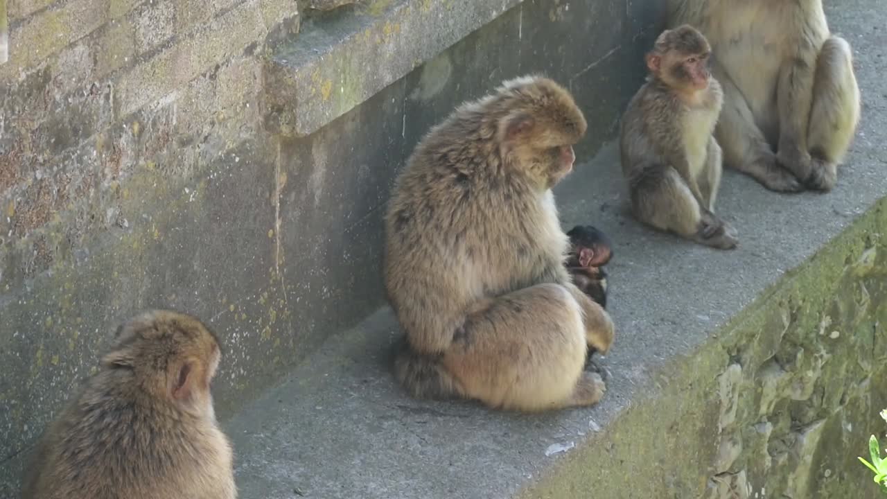 A mother Gibraltar macaque holds her baby close on a concrete ledge, surrounded by other macaques