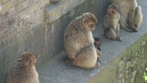 a mother gibraltar macaque holds her baby close on a concrete ledge, surrounded by other macaques